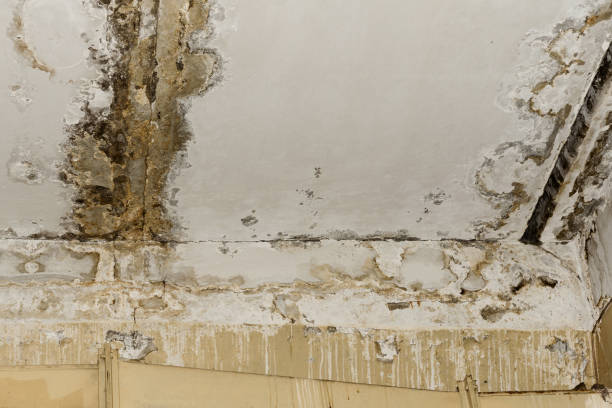 Best Environmental Consulting for Mold Prevention  in Clearwater, MN