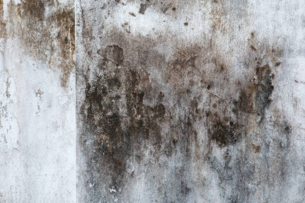 Reliable Clearwater, MN Mold Removal Solutions