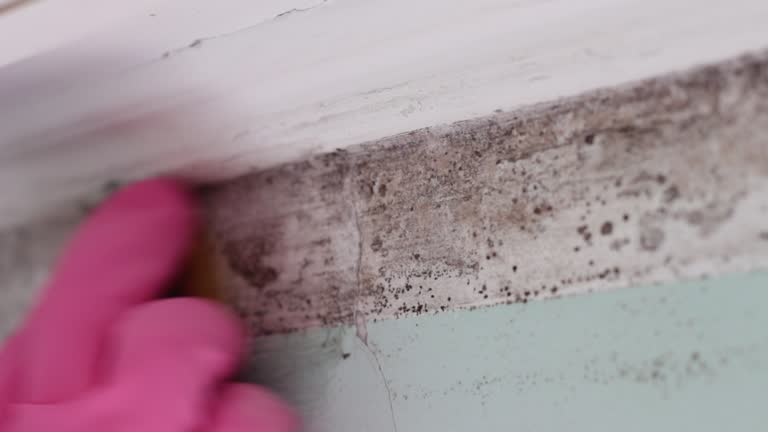 Best Industrial Mold Remediation  in Clearwater, MN